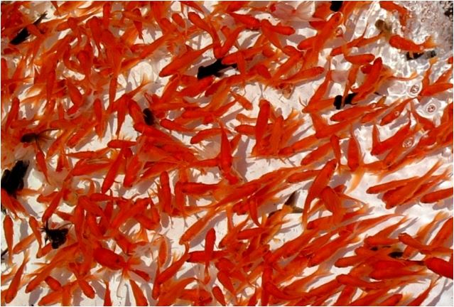 金魚すくいの金魚の種類は何 飼い方と育て方のコツは 金魚の寿命はどれくらい